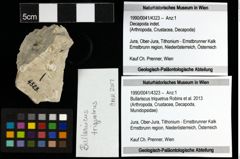 Foto (Objekt + Etiketten) von Bullariscus triquetrus (Robins et al., 2013) 